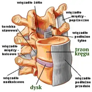 budowa segmentu związana z regeneracją kręgosłupa