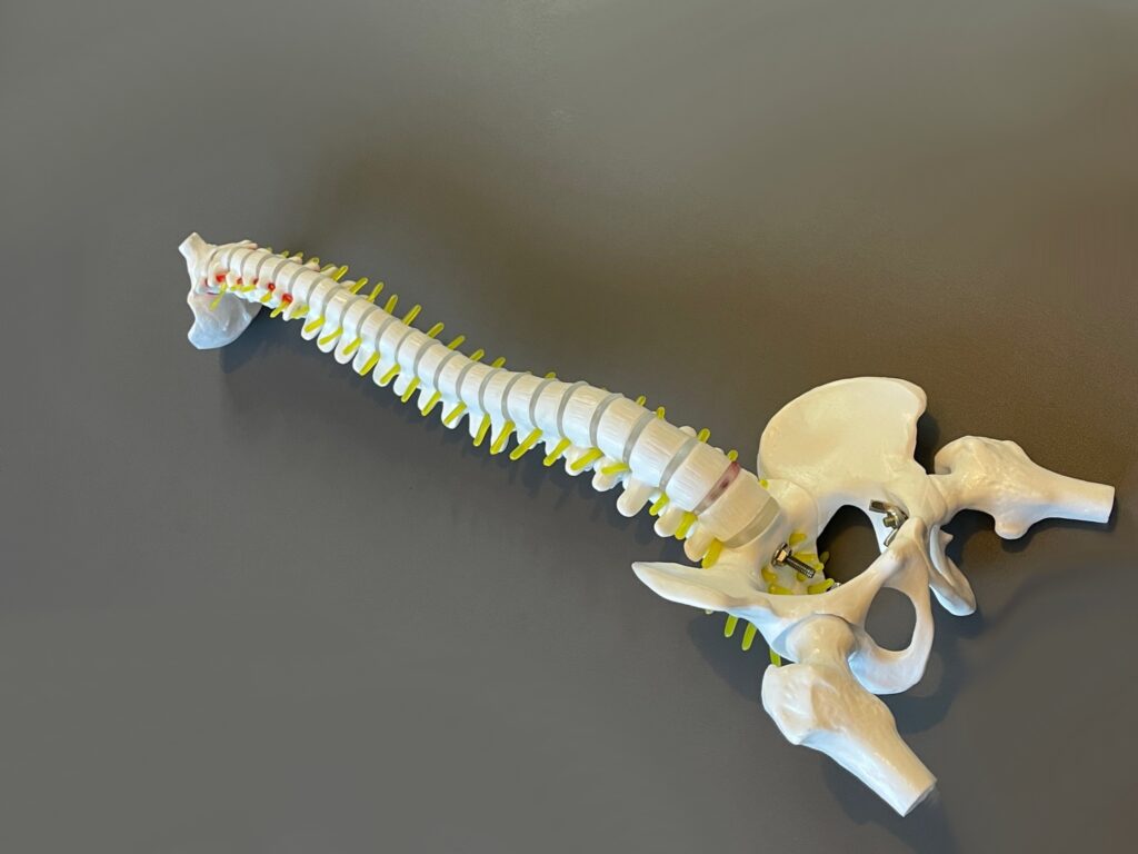 czy kręgosłup się regeneruje