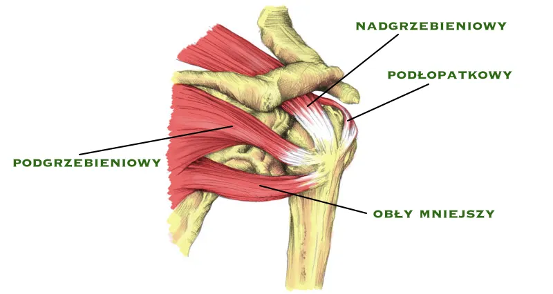 uszkodzenie stożka rotatorów anatomia