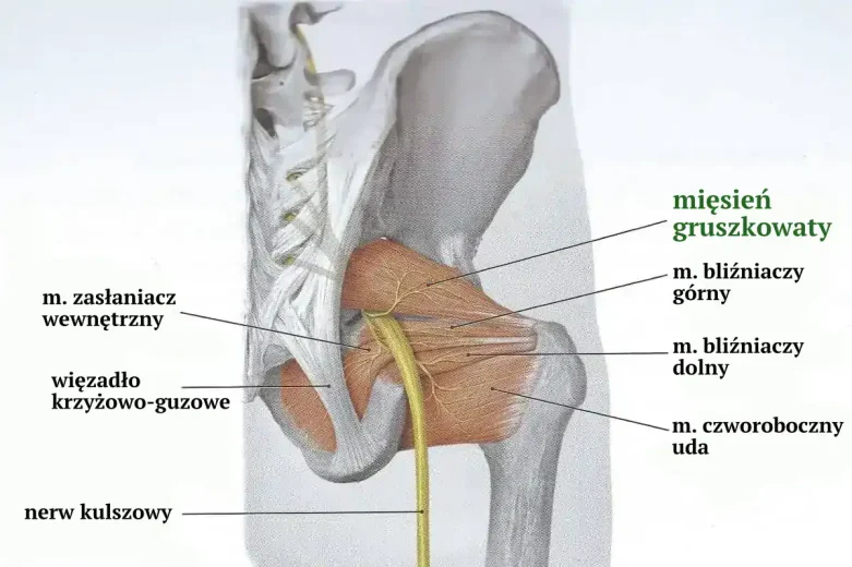 Zespol-miesnia-gruszkowatego-anatomia