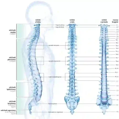 krzywizny kręgosłupa stanowią o jego wytrzymałości
